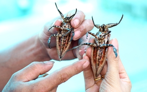 Chỉ huy cả ngàn con "chết đến đít vẫn còn cay", "nữ tướng" Phú Thọ đếm từng con đem bán thu tiền triệu mỗi ngày