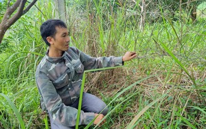 Nạn "giun tặc" hoành hành ở Hòa Bình: Phá cả rào B40 vào vườn cam kích giun, người dân hoang mang (Bài 5)