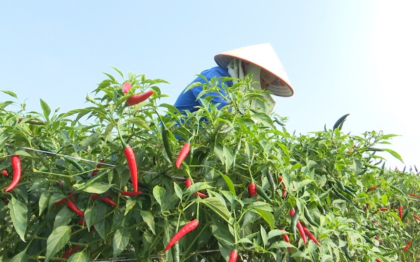 Sản xuất nông nghiệp hàng hóa tập trung, nông dân huyện biên giới Phong Thổ có thu nhập tốt hơn - Ảnh 6.