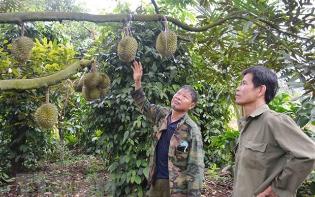 Trồng vườn sầu riêng tiền tỷ ở Đắk Lắk, thương lái tấp nập cọc tiền, chốt giá, nông dân lo "bể kèo"