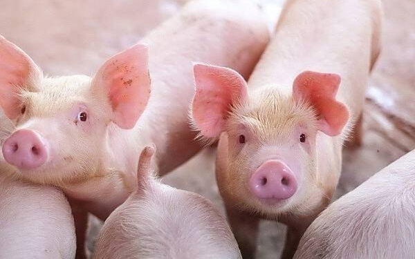 Giá heo hơi tăng mạnh: Dự báo giá heo tiếp tục khởi sắc những tháng cuối năm