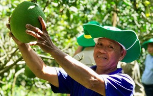 Đi tìm dinh dưỡng cho cây ăn trái vùng Đồng bằng sông Cửu Long