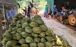 Tổng Thư ký Hiệp hội rau quả: Chưa có bất cứ thông báo nào việc tạm dừng xuất khẩu sầu riêng sang Trung Quốc