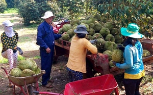 Nhát cắt "1 dao" để lại nhiều nỗi lo cho ngành hàng sầu riêng Bình Phước