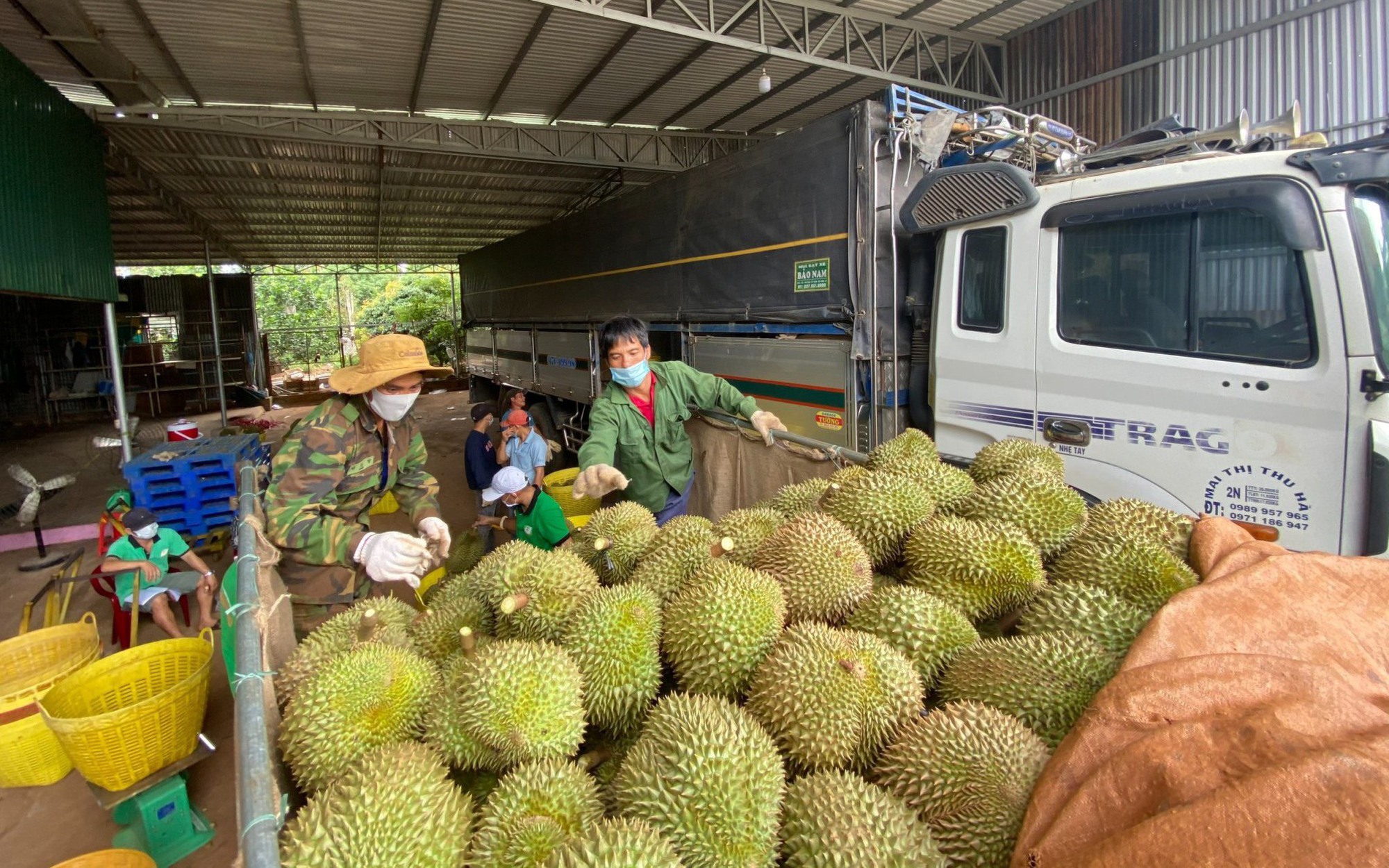 Hàng trăm hồ sơ xếp hàng đợi &quot;mã số vùng trồng&quot; xuất khẩu sầu riêng, nhiều địa phương muốn được cởi trói