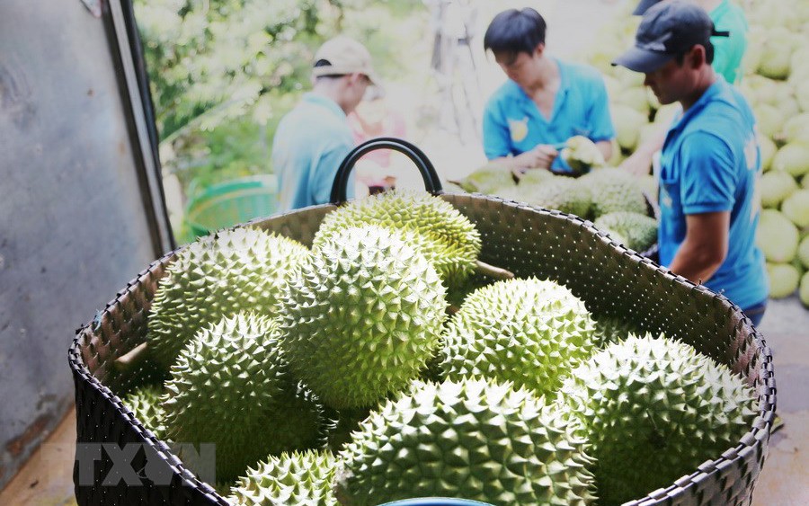 Trung Quốc chi hơn 2,2 tỷ USD mua loại hoa quả nào của Việt Nam?