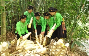 Ở Lâm Thượng, Yên Bái gọi loại cây hễ mưa là mọc lên như nấm là cây xóa đói giảm nghèo