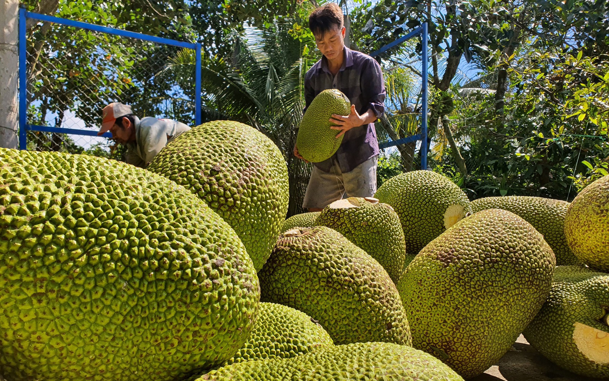Tiền Giang có nhiều mã số vùng trồng vi phạm, Sở NNPTNT giải thích gì?