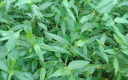 Thứ rau dại tưởng chỉ dành cho lợn ăn, bỗng chốc thành đặc sản, giá 70.000 đồng/kg