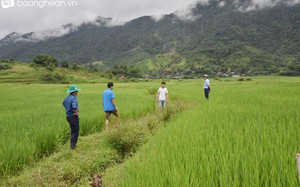 Có một thứ gạo đặc sản ở miền Tây Nghệ An, lỡ bán hết thì người nhà cũng không có để ăn