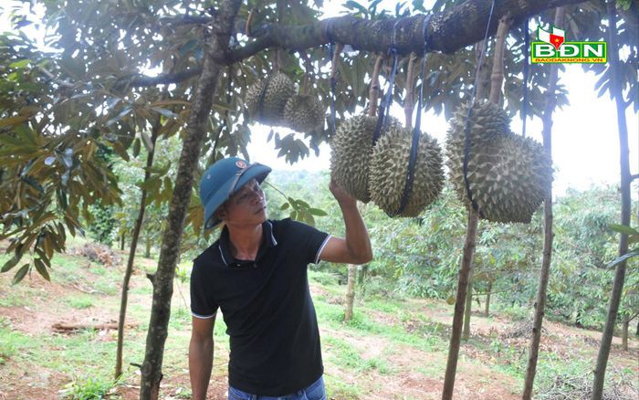 Trồng sầu riêng bội thu, nông dân nhà nào cũng thu tiền tỷ, trả được nợ nhưng cái cần nhất thì lại thiếu