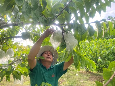 Trồng na ra quả trái vụ, một nông dân ở Lào Cai thu lời trăm triệu/năm - Ảnh 1.