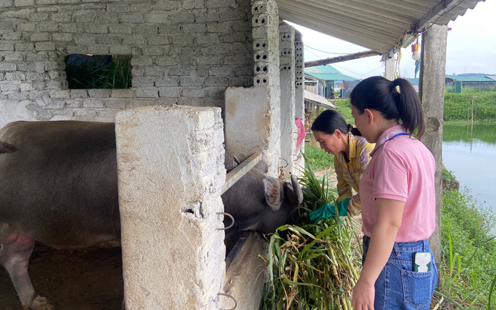 Nông dân nghèo ở Nghệ An vay vốn tín dụng chính sách đầu tư nuôi trâu, nuôi bò 3B vươn lên triệu phú