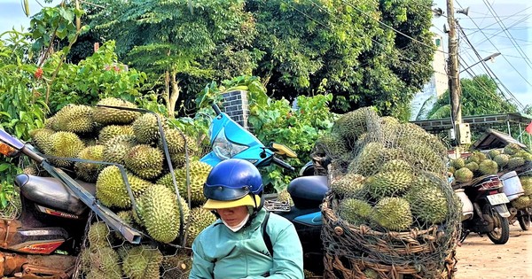 Tất tay với sầu riêng rồi "bỏ của chạy lấy người"