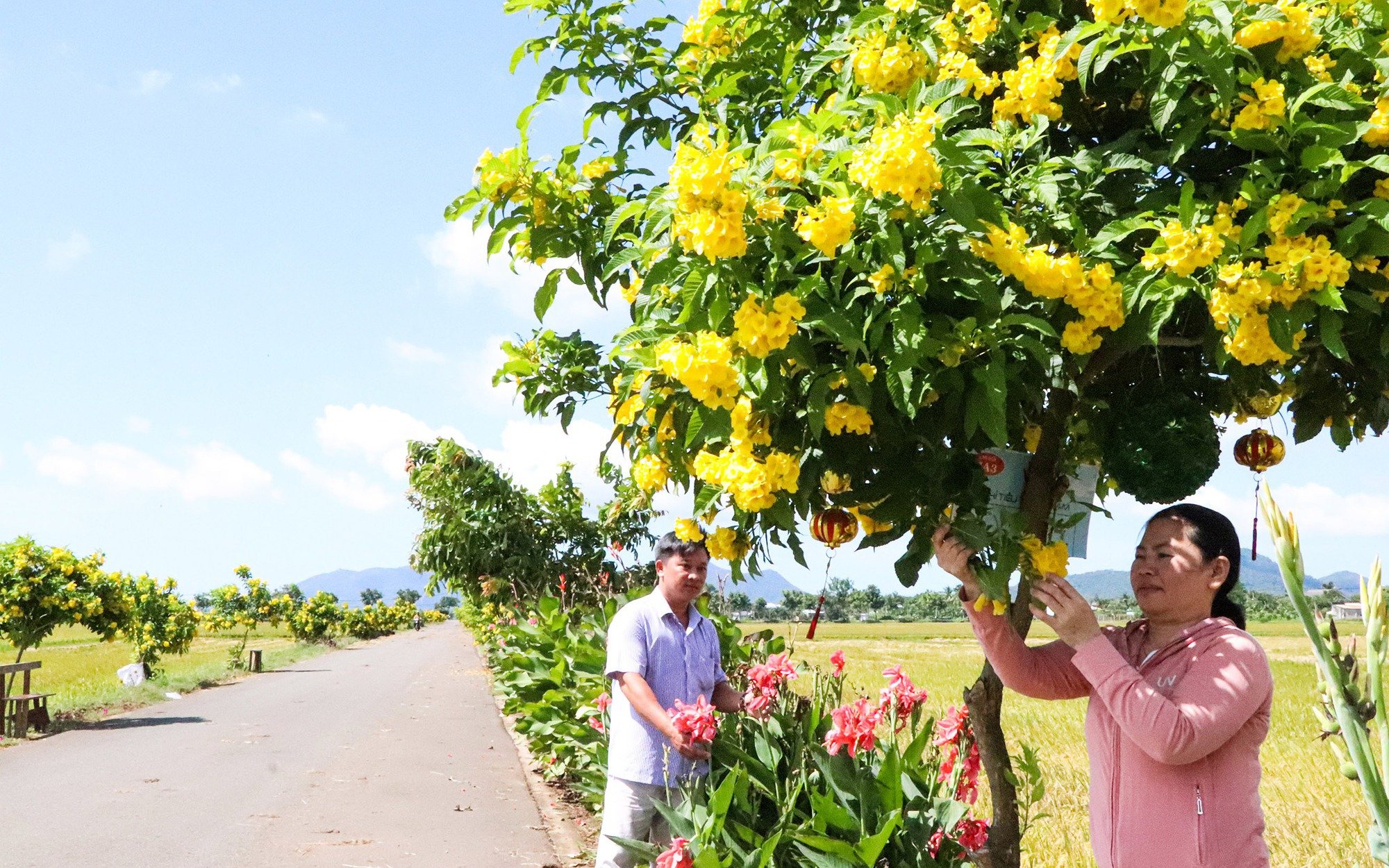 Biến bờ ruộng thành đường hoa nông thôn mới đẹp như phim ở một xã của Bà Rịa-Vũng Tàu, ngắm thôi đã "say" lắm rồi