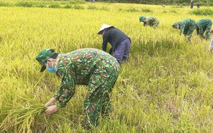 Mưa lũ vừa rút, Bộ đội Biên phòng Quảng Bình tới tận ruộng gặt lúa giúp bà con dân bản 