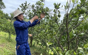 Ôn Châu là giống quýt gì, ăn ngon cỡ nào mà trái to bự, ở Hòa Bình dân hái bán 35.000 đồng/kg?