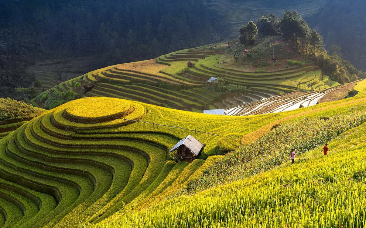 Tour ngắm đồng lúa chín, mùa thu Hà Nội giá siêu ưu đãi đang chờ người dân TP.HCM