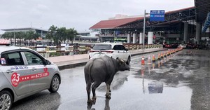 Bất ngờ trâu xuất hiện tại nhà ga sân bay Nội Bài   