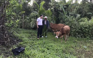 Quảng Nam: Vốn tín dụng chính sách giúp người dân huyện miền núi Nam Giang có việc làm, thoát nghèo bền vững 