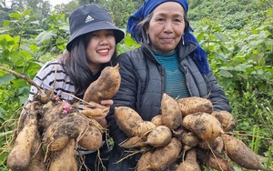 Cô gái 9X Hải Dương lên Tây Bắc làm Tiktoker, giúp nông dân tiêu thụ nông sản, có 8,2 triệu lượt like