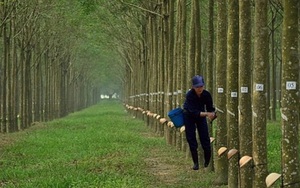 Cổ phiếu tiêu điểm hôm nay (1/2): Dòng tiền từ nhóm cổ phiếu 