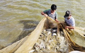 Một nơi ở Gia Lai nuôi loại cá rô phi đực, xuất xứ từ Na Uy, bắt toàn con to bự thế này đây