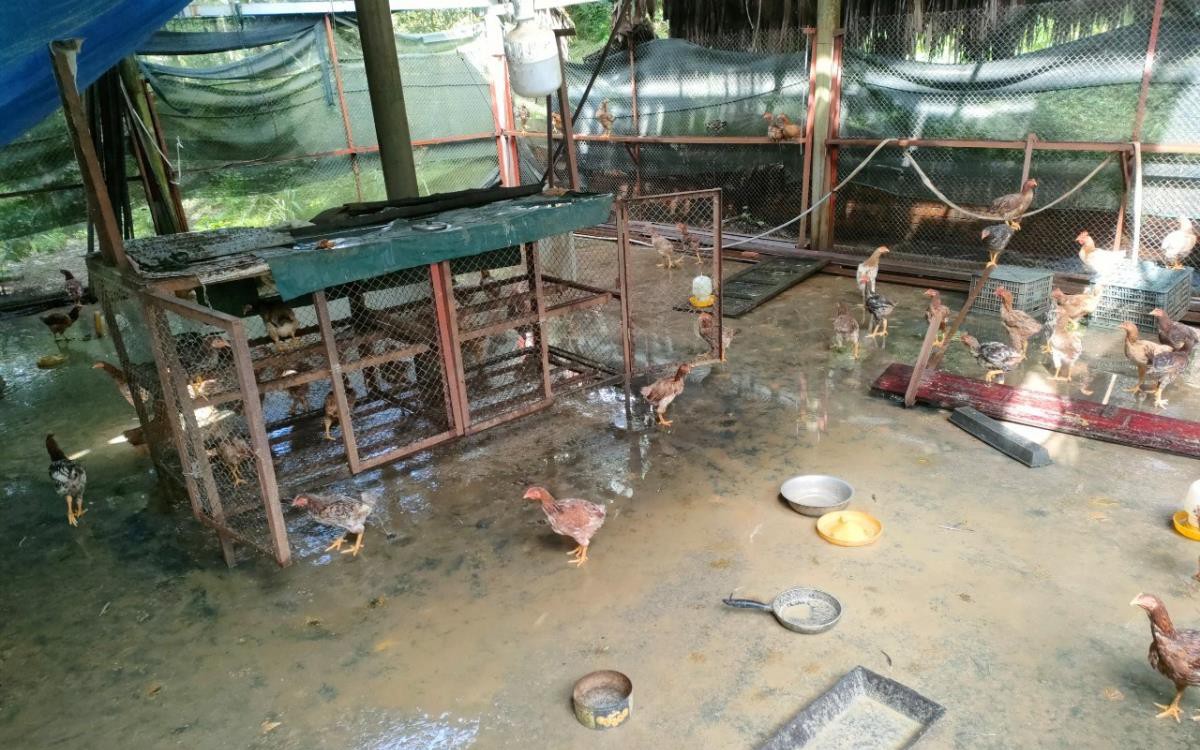 Chủ tịch UBND xã ở Quảng Nam nói về gà hỗ trợ được cấp cho trưởng thôn và chị dâu?