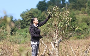 Nông dân một huyện của Hòa Bình đang tất bật chăm đào Tết, chuẩn bị đưa ra thị trường cây đào đẹp