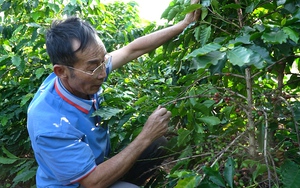 Sơn La: Có 1 Nông dân Việt Nam xuất sắc và biểu dương 1 HTX tiêu biểu toàn quốc được tôn vinh - Ảnh 5.