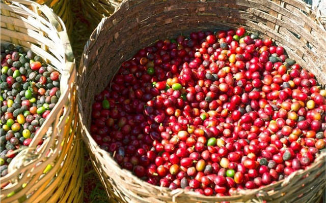 Giá cà phê ngược xuôi, Lâm Đồng tăng giá còn Gia Lai và Đắk Nông lại đi xuống - Ảnh 8.