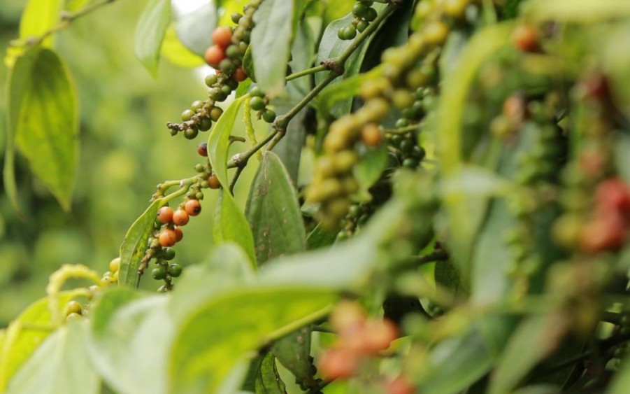 Đắk Nông, Đắk Lắk tiếp tục giữ đỉnh giá tiêu, không giảm, dù thị trường tiêu liên tục bị 'đe dọa' - Ảnh 8.