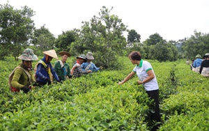 Trung ương Hội Nông dân Việt Nam làm việc với tỉnh Sơn La về tiêu thụ nông sản - Ảnh 4.