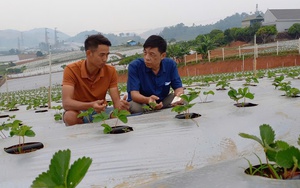 Trung ương Hội Nông dân Việt Nam làm việc với tỉnh Sơn La về tiêu thụ nông sản - Ảnh 3.