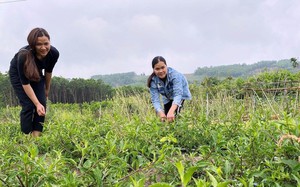 Sau 6 năm triển khai, Điện Bàn có 34 sản phẩm được công nhận OCOP từ 3 sao trở lên - Ảnh 6.