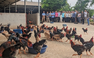 "Hiến kế" để ngành chè Việt Nam bay xa, nâng cao giá trị - Ảnh 8.