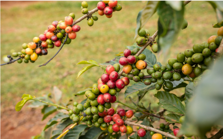 Giá cà phê thế giới tăng phiên thứ tư liên tiếp với Arabica cao nhất 13 năm - Ảnh 7.