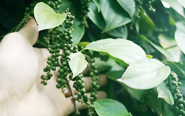 Một loạt các tỉnh Tây Nguyên giữ giá tiêu cao, sản lượng sụt giảm có thể đẩy giá tiêu tăng tiếp  - Ảnh 9.