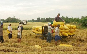 Thái Lan tìm cách ổn định giá gạo, đà giảm giá gạo Việt sẽ chậm lại? - Ảnh 4.