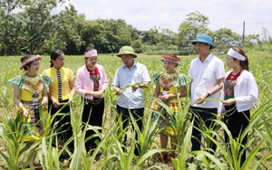 Nỗ lực giảm nghèo bền vững ở một xã vùng cao của Lai Châu - Ảnh 6.