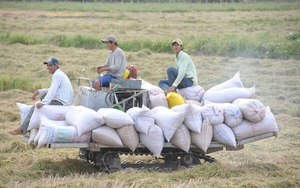 Giữ vững thị trường truyền thống Philippines để ổn định hoạt động xuất khẩu gạo - Ảnh 7.