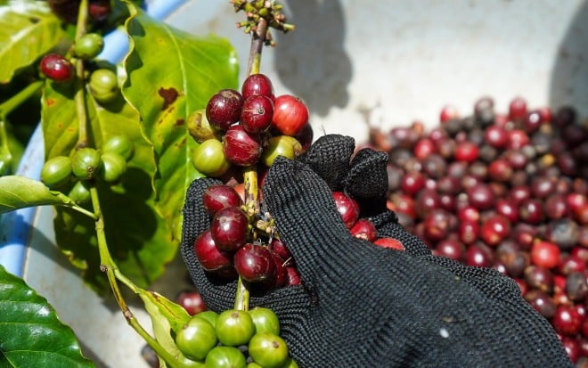 Giá cà phê tiếp tục tăng mạnh tại Gia Lai, Đắk Lắk và Đắk Nông, đỉnh mới được thiết lập - Ảnh 5.