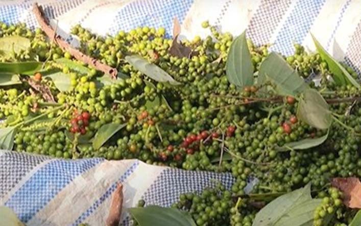 Giá tiêu tiếp tục giao dịch ở mức cao, Gia Lai có giá thu mua tiêu thấp nhất hôm nay - Ảnh 8.