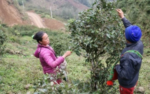 Phù Yên: Thành lập thị trấn Quang Huy với quy mô dân số trên 23.150 người - Ảnh 6.