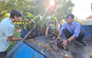 Quảng Nam: Tiên Phước cơ bản hoàn thành 9/9 tiêu chí nông thôn mới cấp huyện - Ảnh 6.