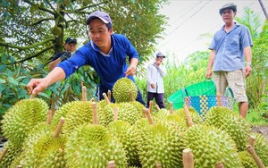 Xuất khẩu rau quả đạt kỷ lục 6,66 tỷ USD - Ảnh 3.