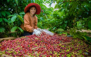 Giá cà phê quay đầu giảm, sức nóng hạ nhiệt mạnh tại một loạt tỉnh Tây Nguyên - Ảnh 8.