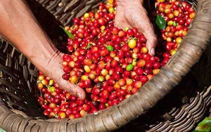 Robusta tiếp tục tăng cao trong khi arabica chững lại - Ảnh 8.