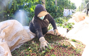 Giá cà phê quay đầu giảm, sức nóng hạ nhiệt mạnh tại một loạt tỉnh Tây Nguyên - Ảnh 5.