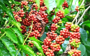 Robusta tiếp tục tăng cao trong khi arabica chững lại - Ảnh 6.